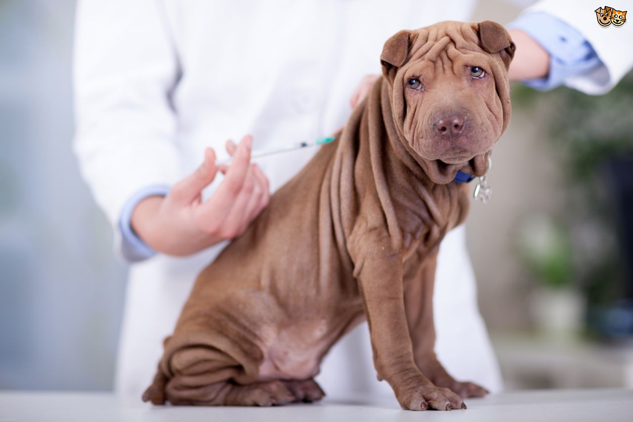 Importance of Vaccinations for Pets – Especially Cats and Dogs